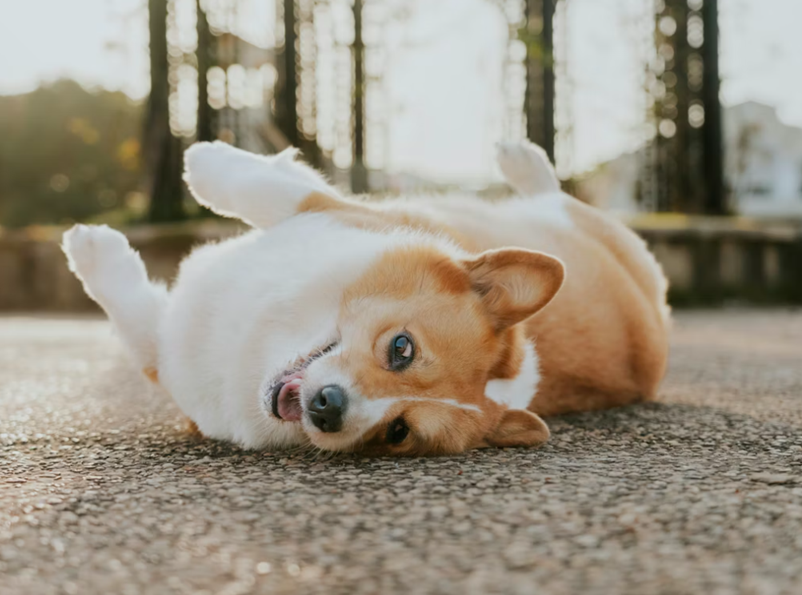 Why Do Dogs Rub Their Face