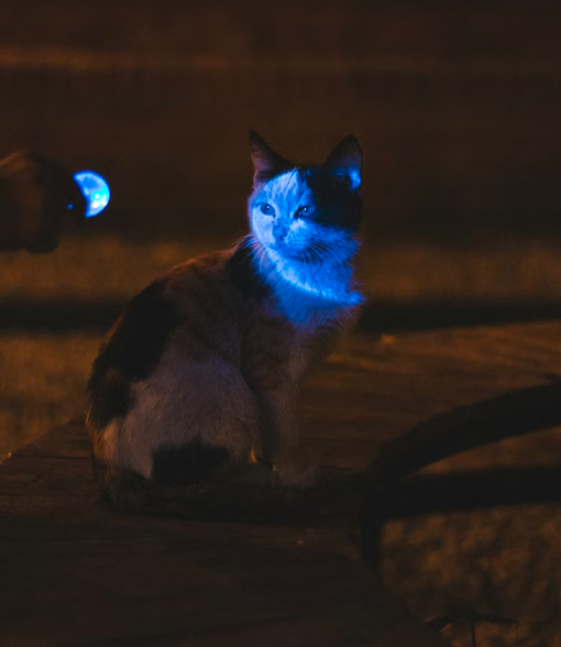cat nocturnal