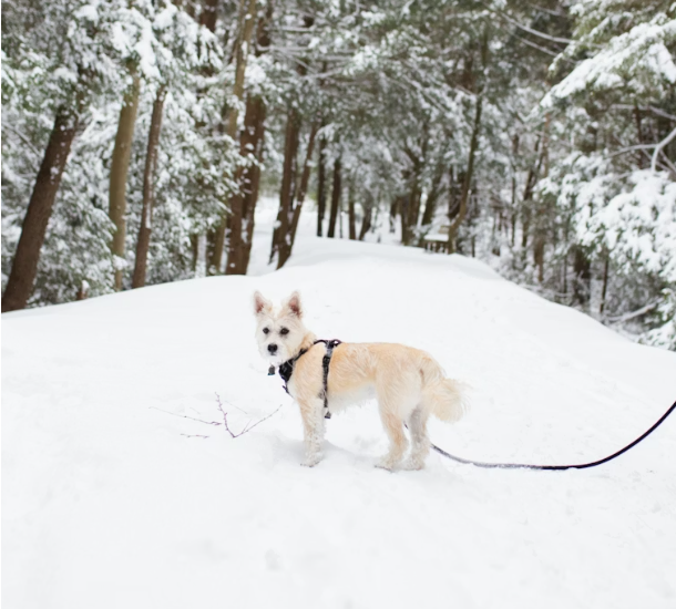 dog walking in winter
