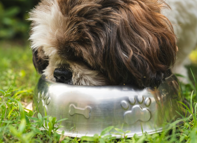 grain free dog food