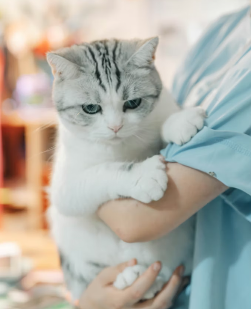 growing a pet care business