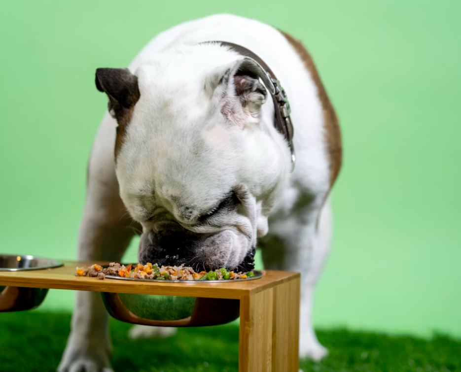 how many calories should my dog eat