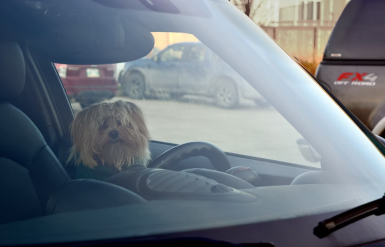 pet transport costs