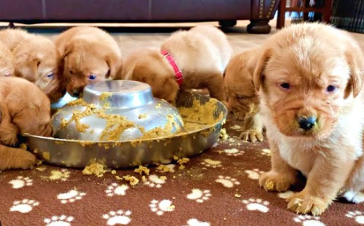 puppy food for growth