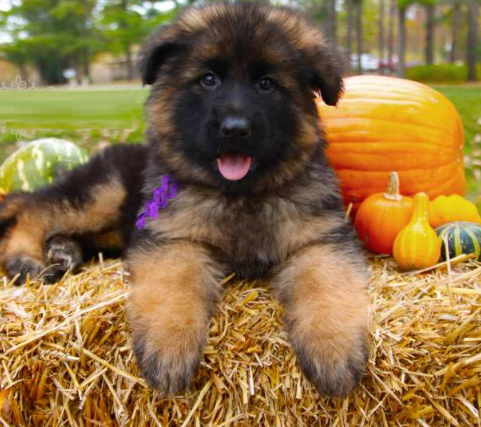 german shepherd anxiety