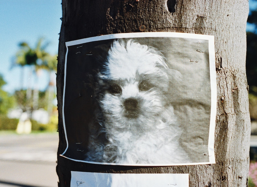 how soon to report a missing dog