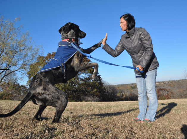 why does my dog ignore me outside but listen at home