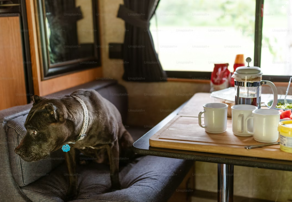 professional pet transport