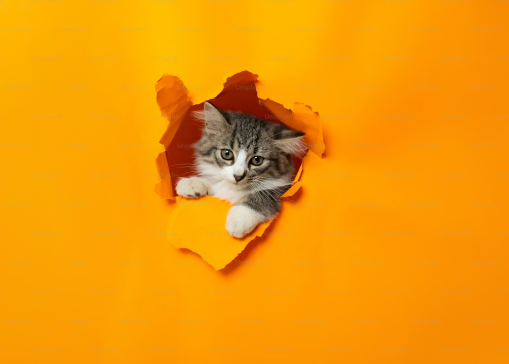 why do cats stare at nothing