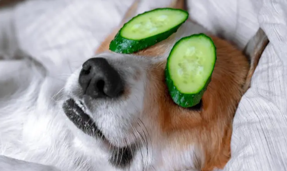 can dogs eat cucumbers