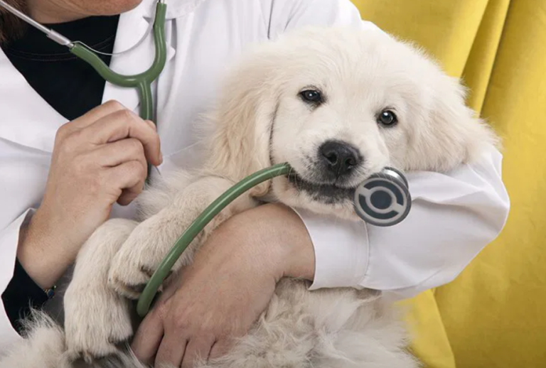 canine chiropractic care
