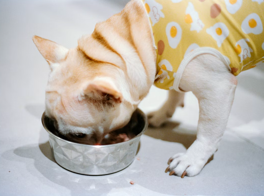 nutrient deficiency in dogs