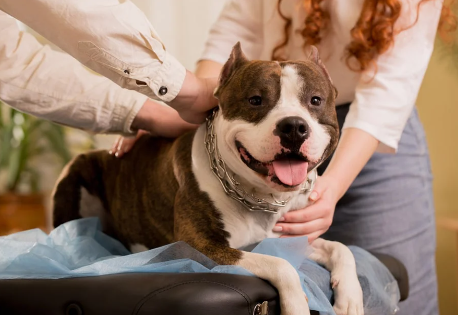 holistic pet care for pet parents