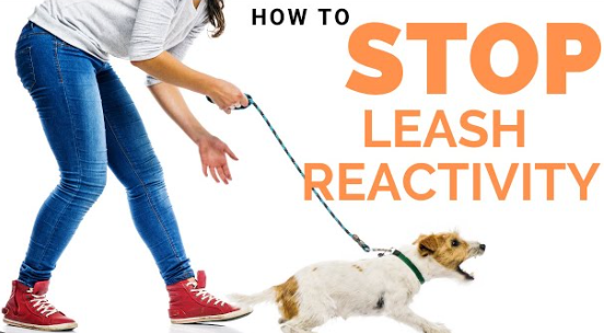 leash reactivity
