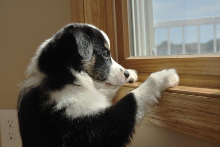 pet mental health