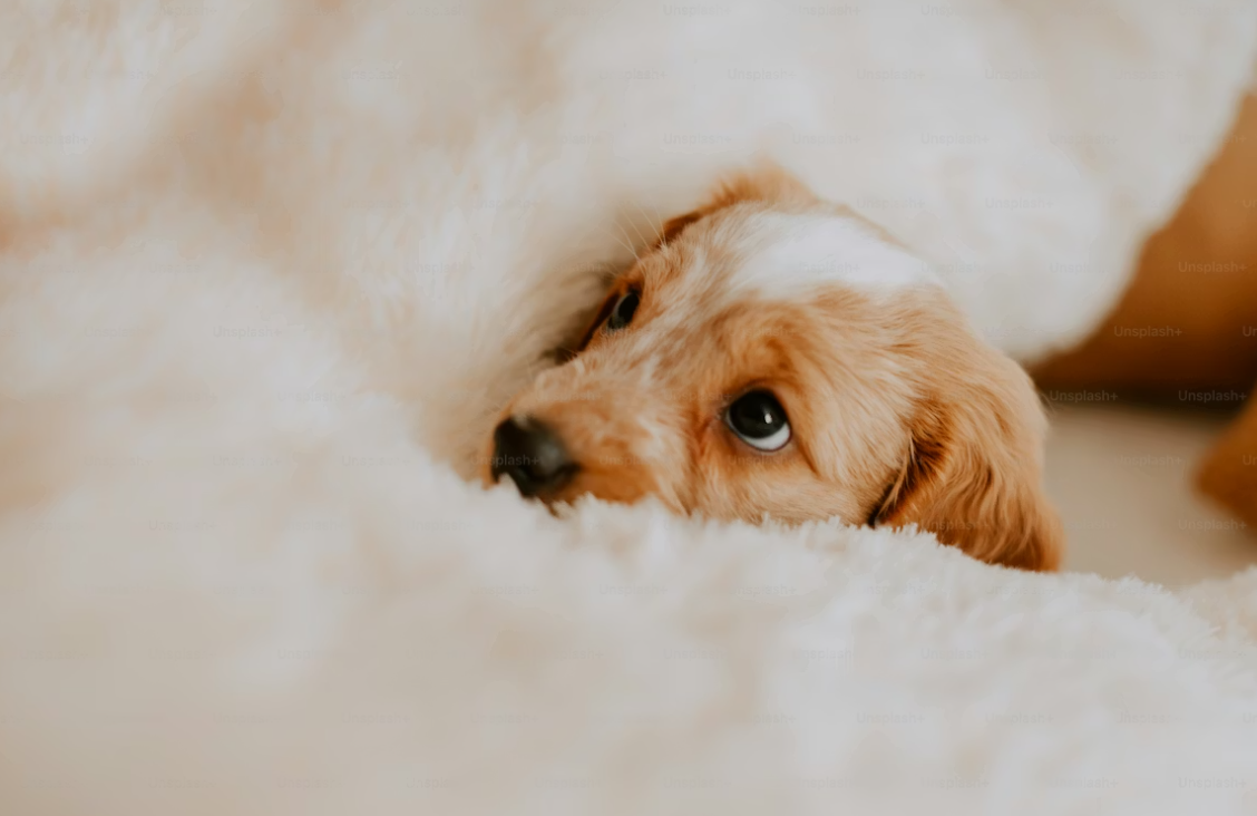 dog confidence training