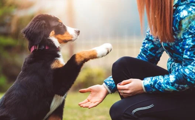 dog training cost 2026