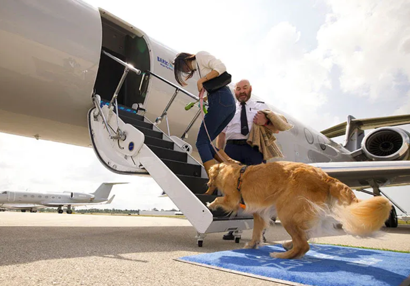 dog transportation airline