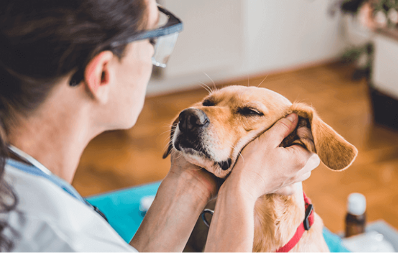 pet wellness insurance