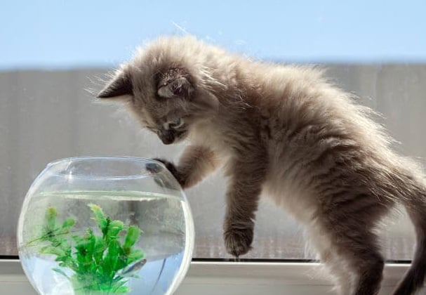 why do cats knock things off counters