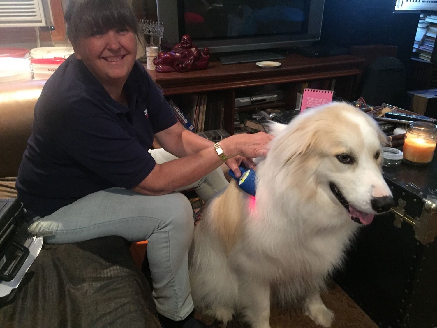 Weekly dog massage and reiki for life (both dogs)