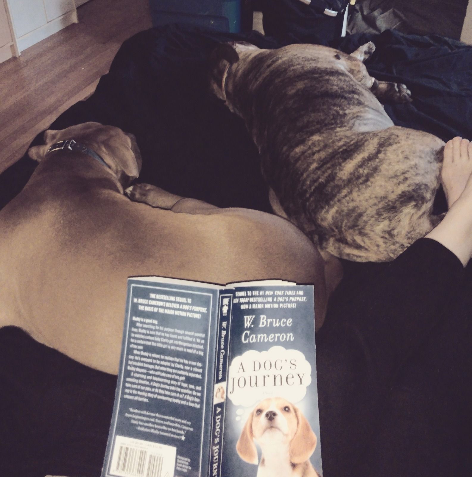 Pet Sitting 20 Off First Service! Chicago, IL
