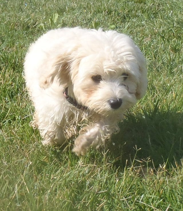 Chisholm Creek Pet Resort Wichita, KS