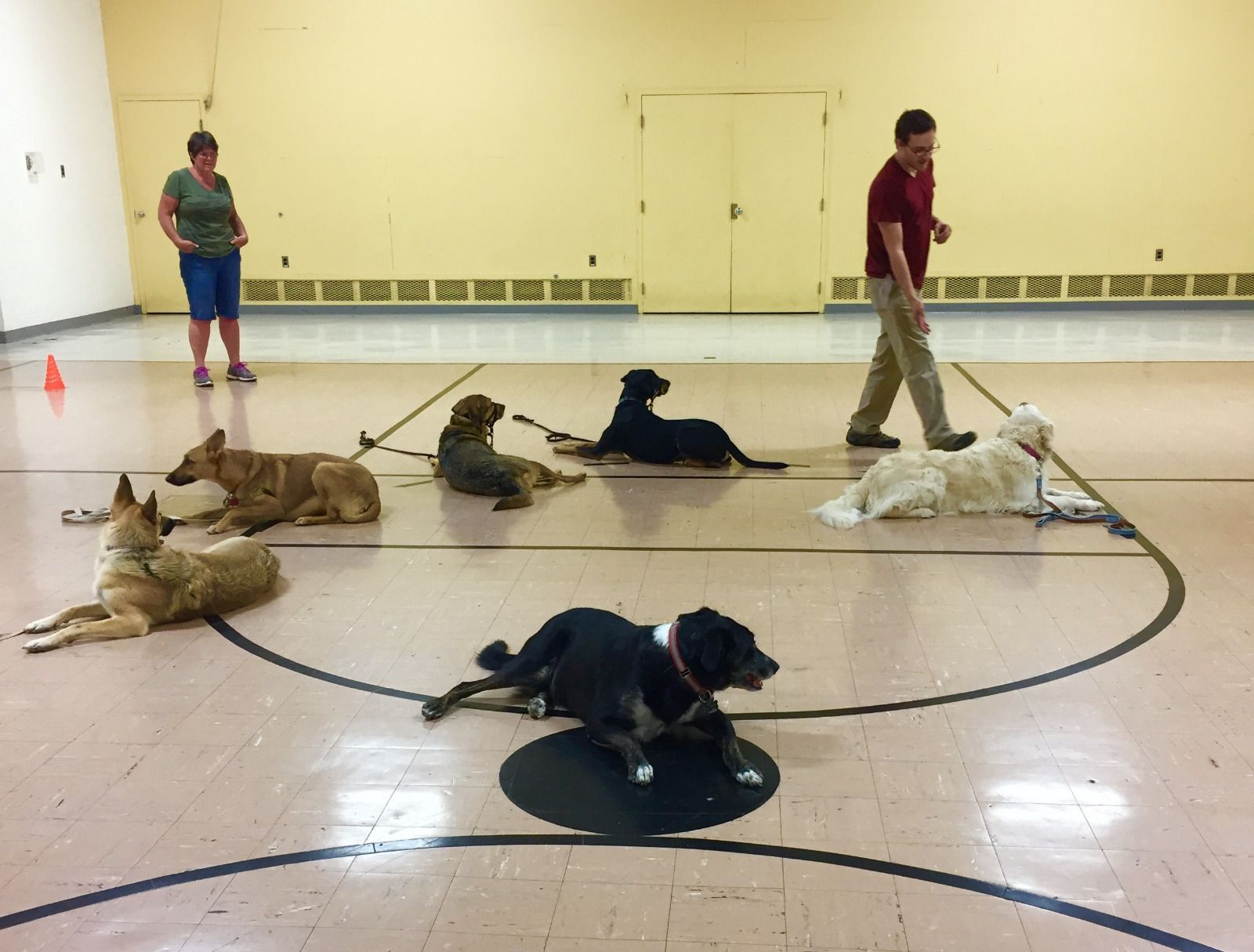 Woofs of Wisdom Certified Trainer & Behavior Modification ...