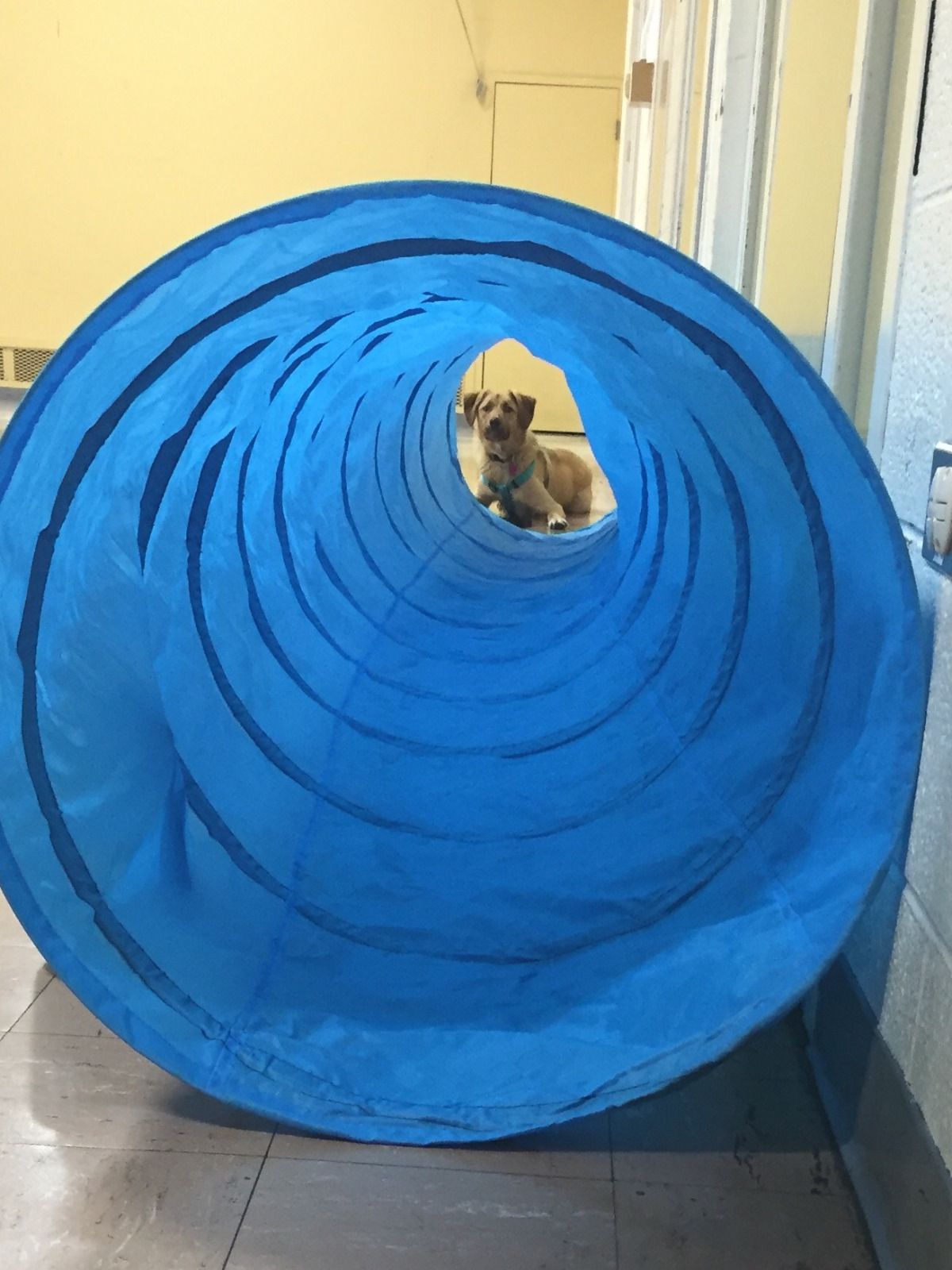 Woofs of Wisdom Certified Trainer & Behavior Modification ...