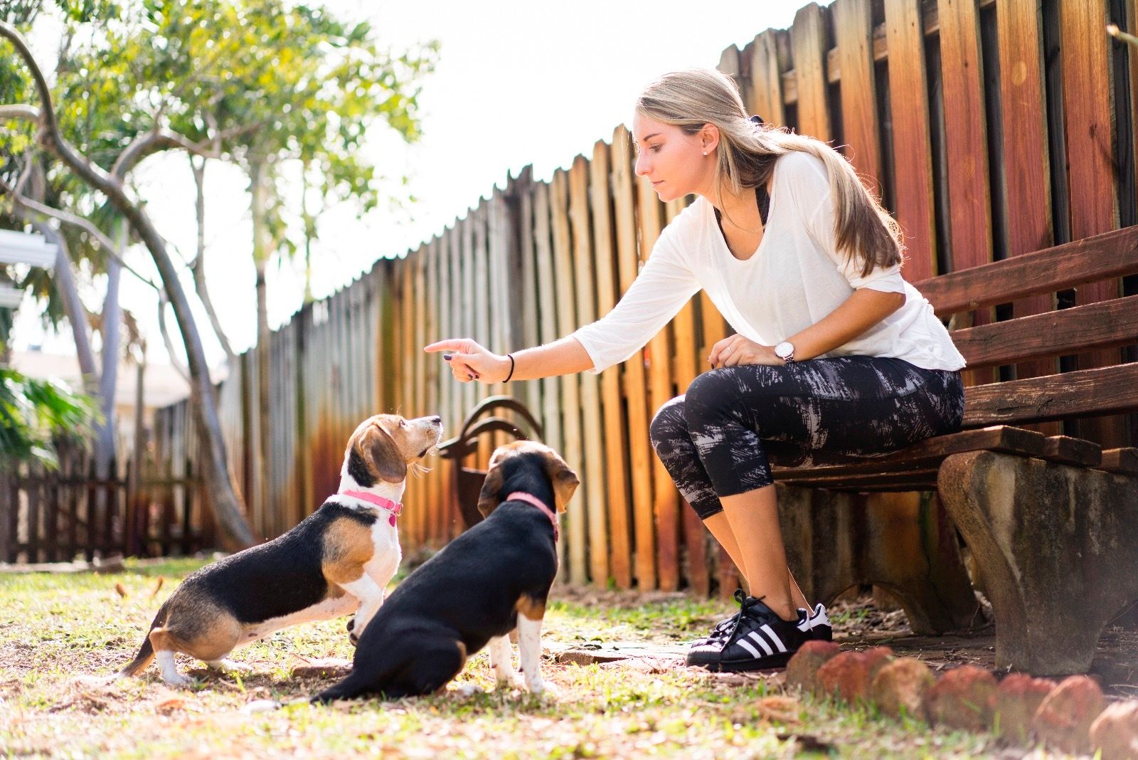 Key to happy dogs 2025