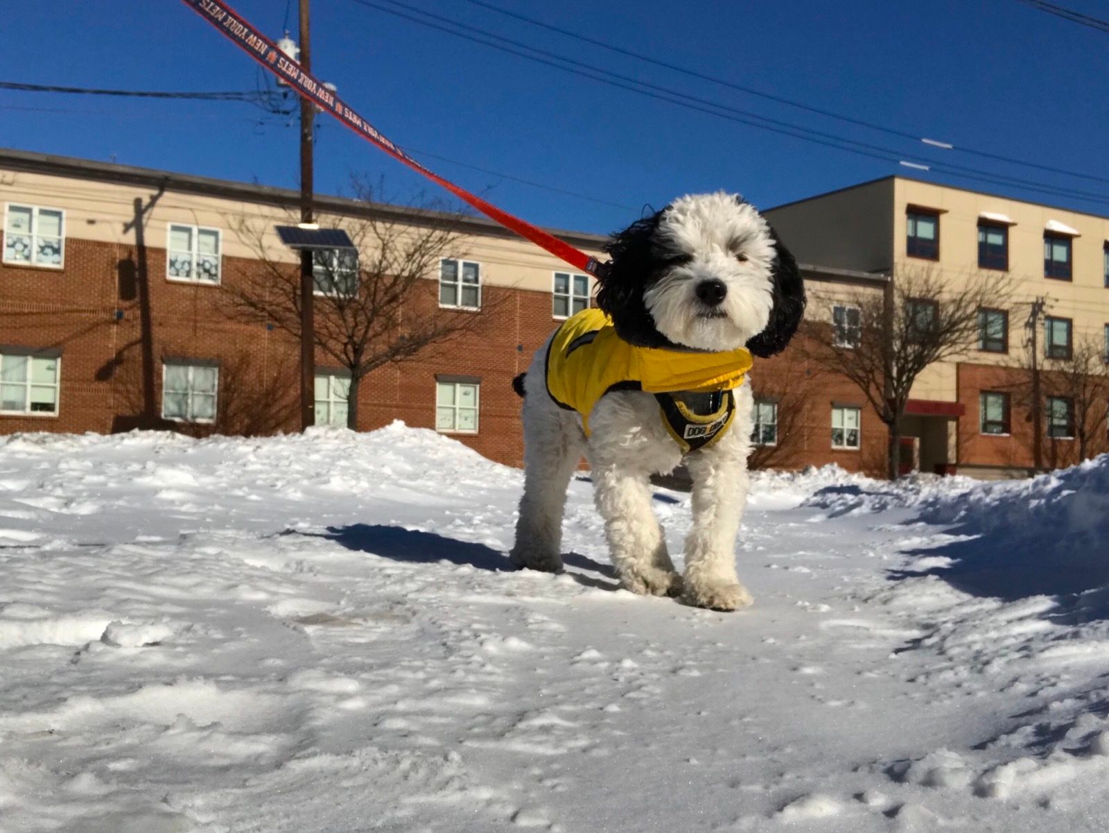 Trusting & Loving Dog Walker/Pet Sitter Jersey City, NJ