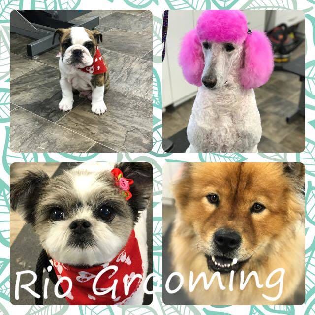 Rio grooming cheap