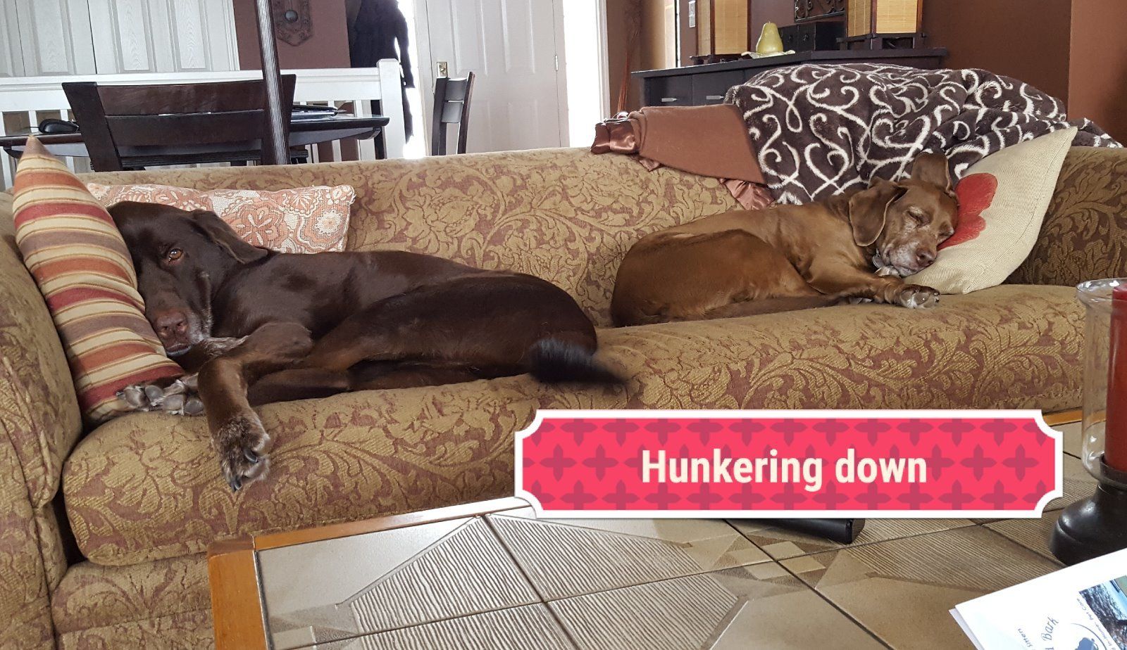 Bellingham, WA Boulevard Bark InHome Pet Sitting and Specialized Pet Care