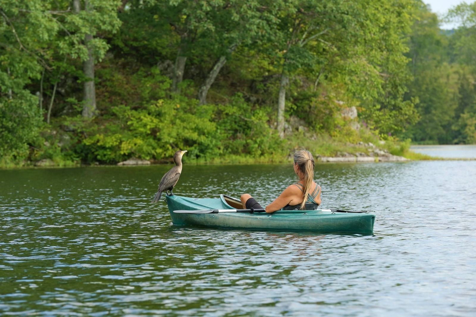 A Cormorant visited me several times during the Summer of 2015, while I was  meditating in a kayak. 