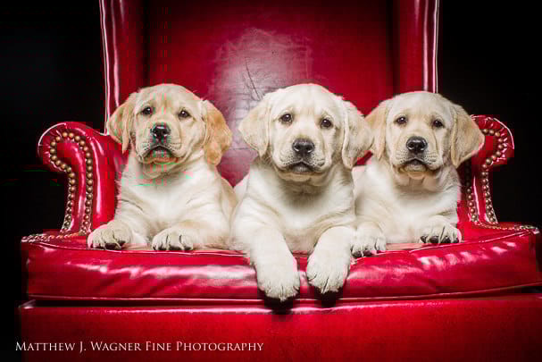Pups rule!