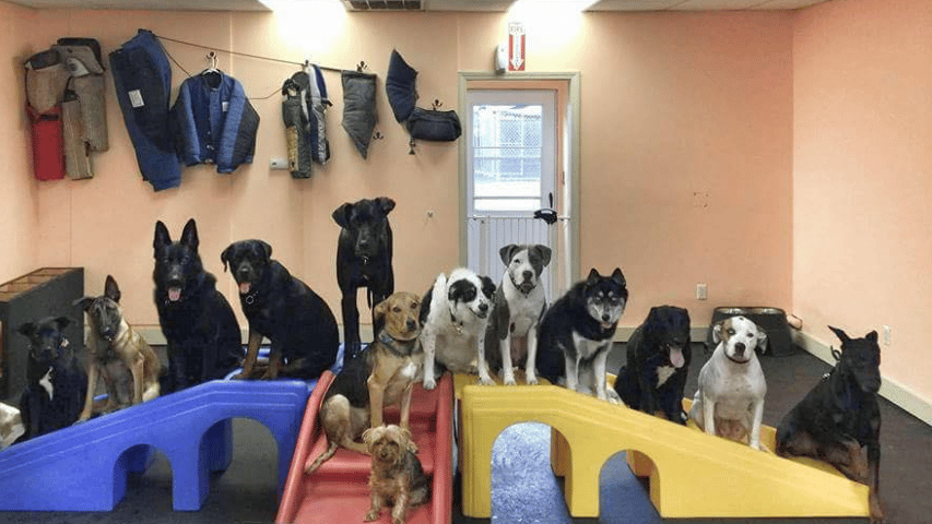 K9 doggy sale daycare