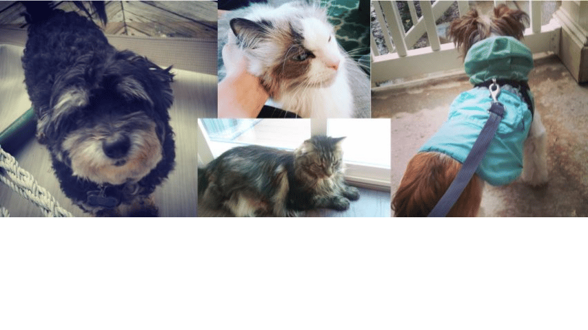 Fluff pet hot sale sitting