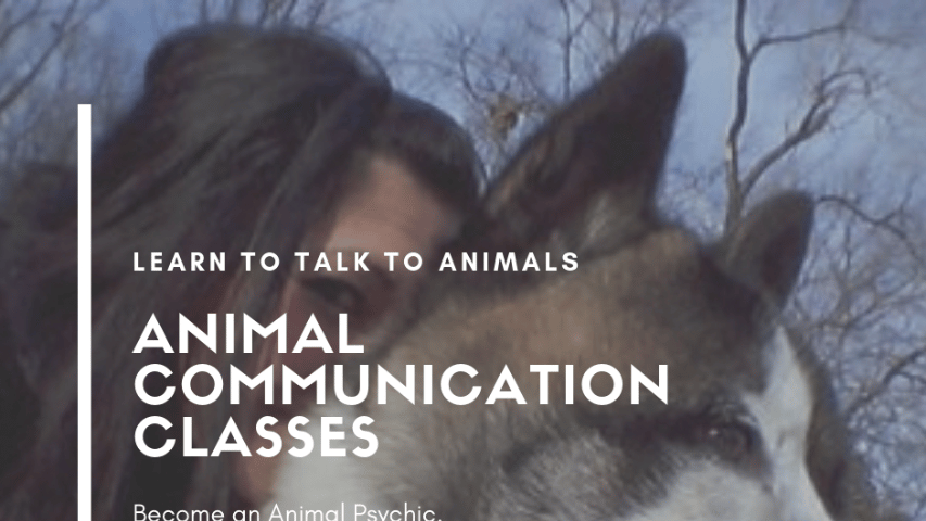 Animal Communication Classes