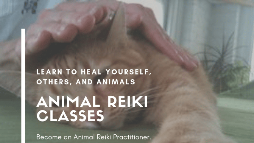 Animal Reiki Classes and Certification