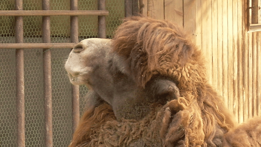 Heidi Wright Animal Communicator Author Malin Or