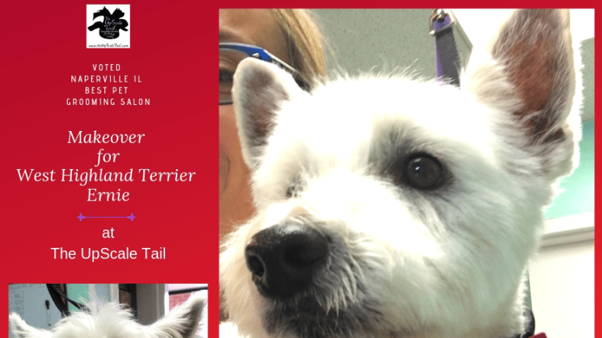 Naperville IL The UpScale Tail Pet Grooming Salon
