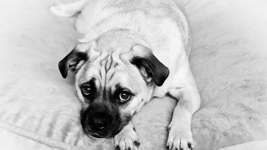 Dog Portrait