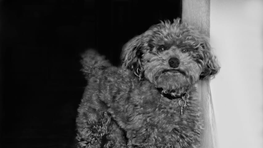 Dog Restoration Image