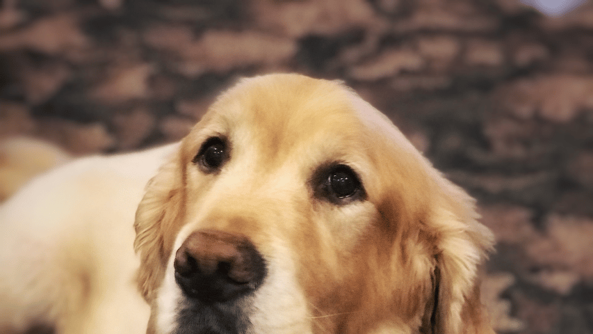 Butler pet sale cremation