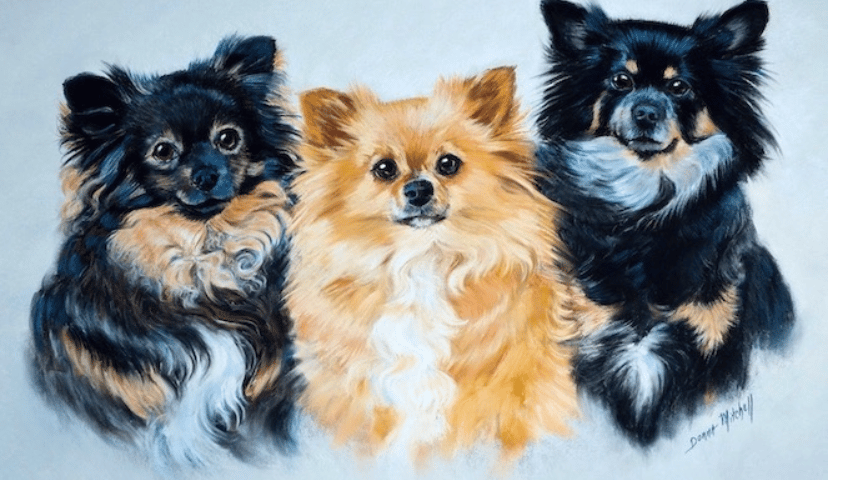 Piti, Peanut and PeeWee, Longhair Chihuahua’s 