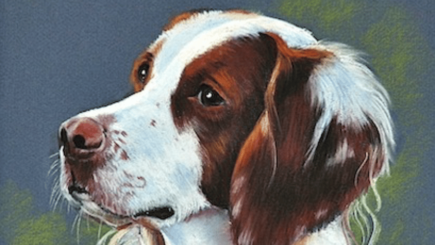 Brittany ~ Brittany Spaniel, 14 x 11"