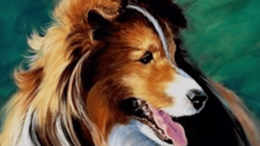 Teddy ~ Shetland Sheepdog, soft pastel, 20 x 16"