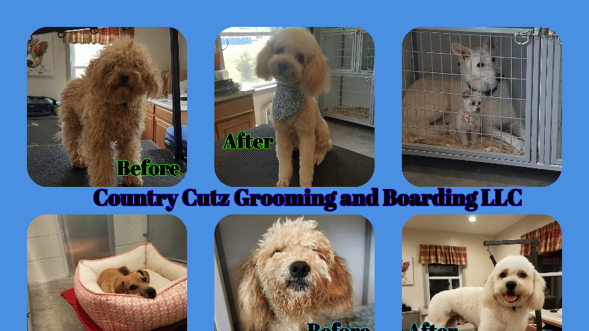 Puppy cutz pet sales spa