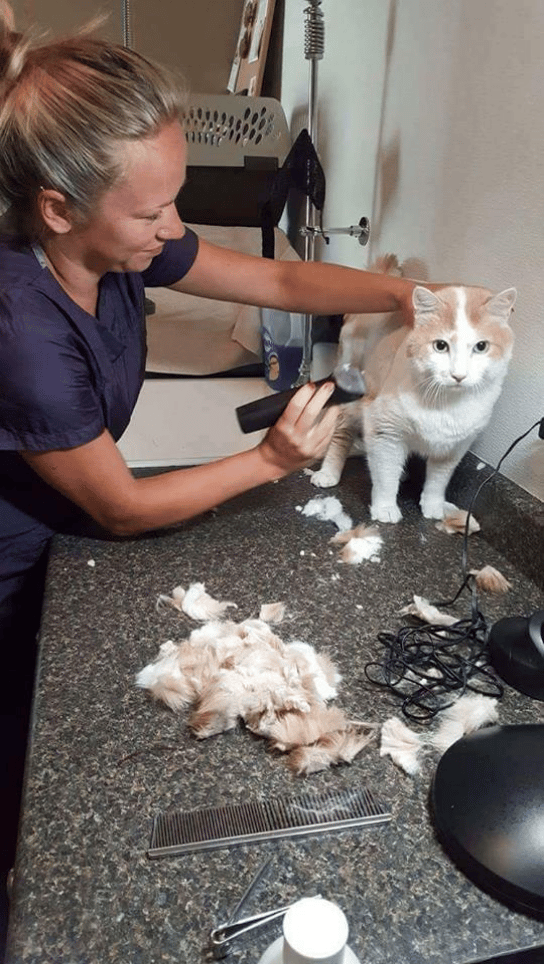 Cat grooming by sales jenny