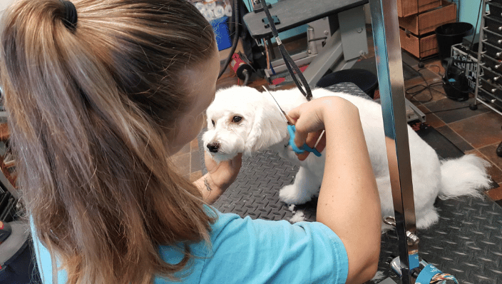 Gentle touch mobile pet grooming online
